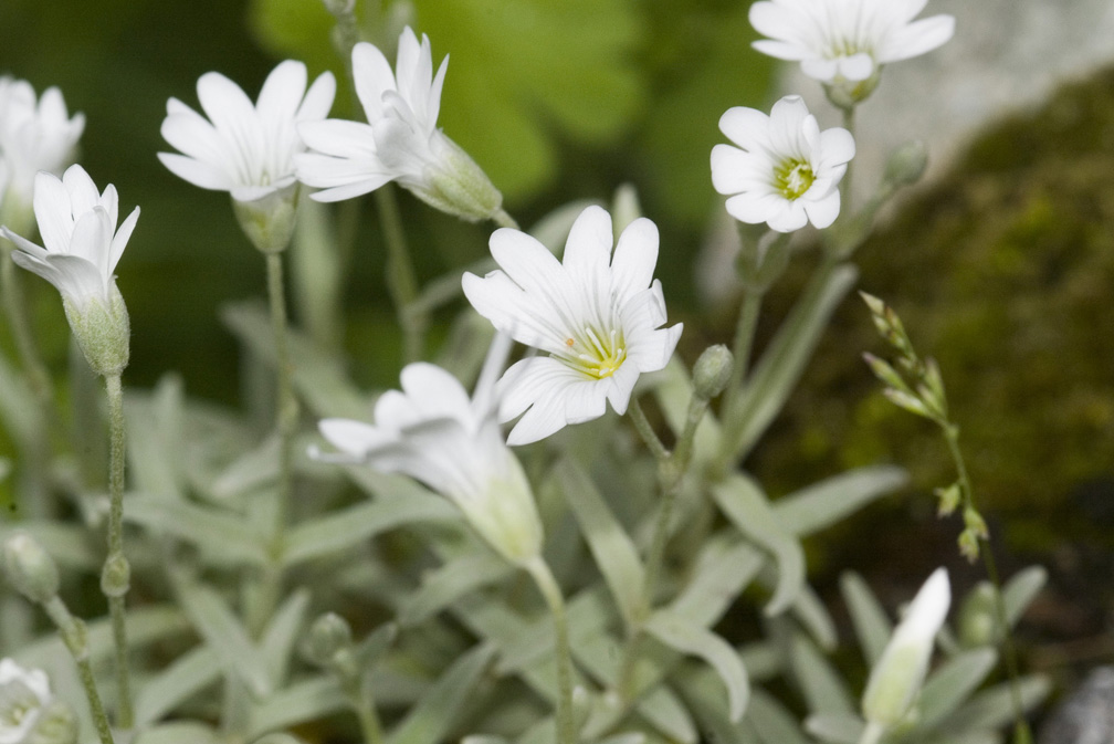 Cerastium tomentosum / Peverina tomentosa
